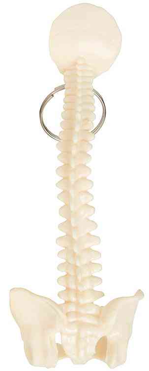 Spine and Pelvis Keyring Keychain